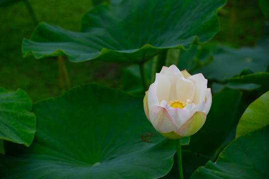 水芙蓉