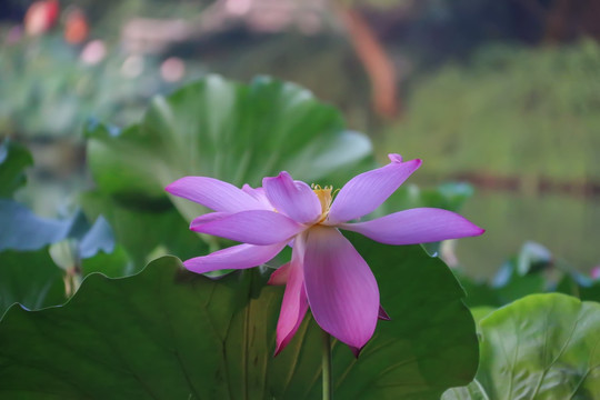 荷花花瓣