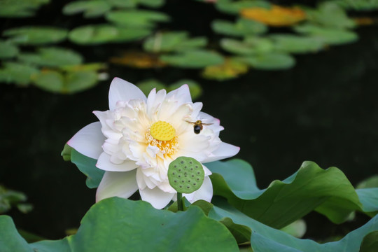 花卉花草