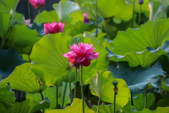 高清荷花素材