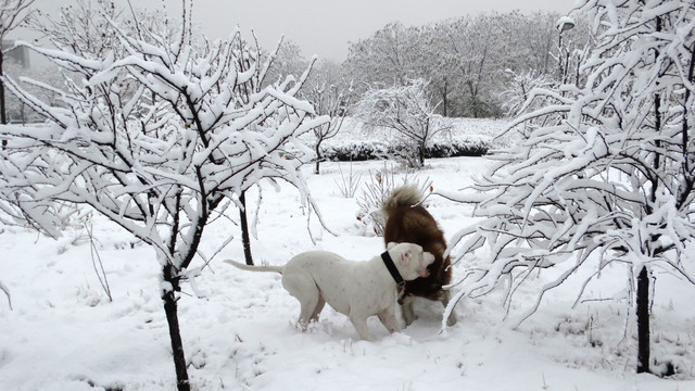 雪地狗狗