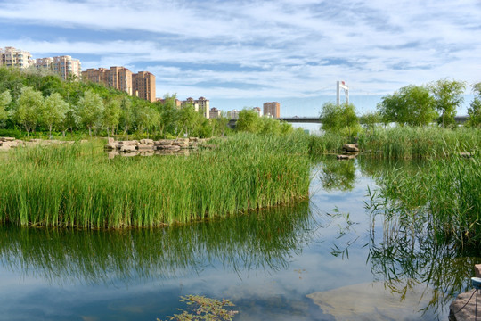 小绿谷芦苇湖