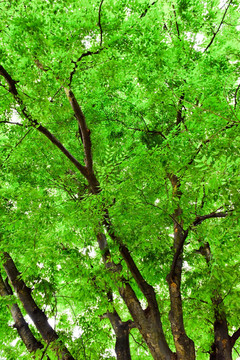 绿色树木背景