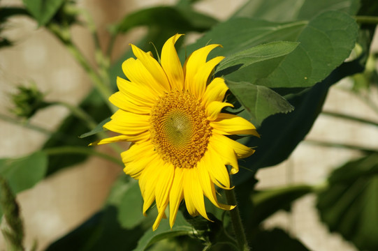 葵花 向日葵 向阳花 葵花籽