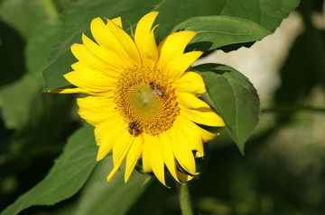 葵花 向日葵 向阳花 葵花籽