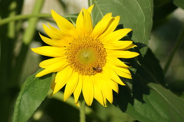 葵花 向日葵 向阳花 葵花籽