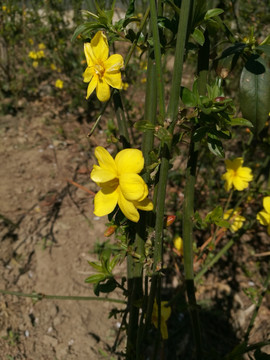 昨日黄花