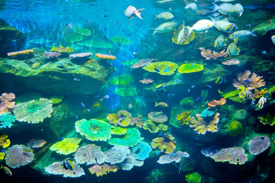 水族馆 海底世界