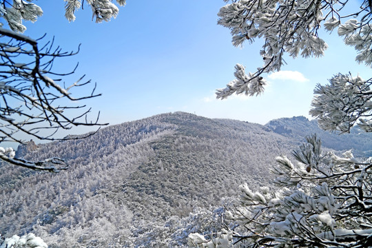 青岛崂山雾凇