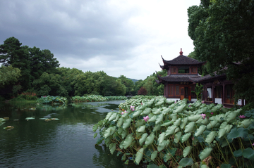 西湖曲院风荷