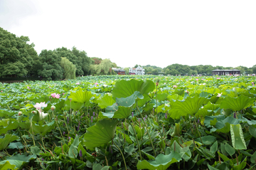 西湖曲院风荷