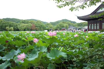 西湖曲院风荷