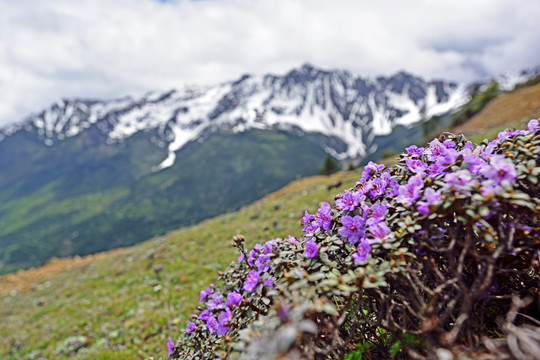 高山