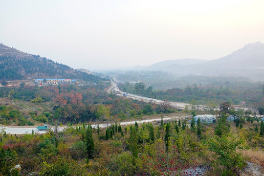 田园风光柿子树 雾景