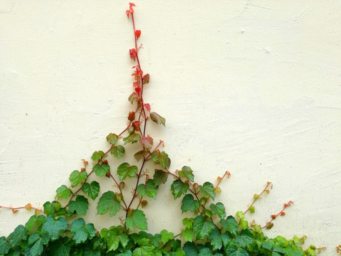 植物墙 爬山虎