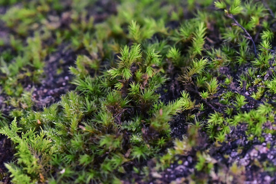 森林苔藓