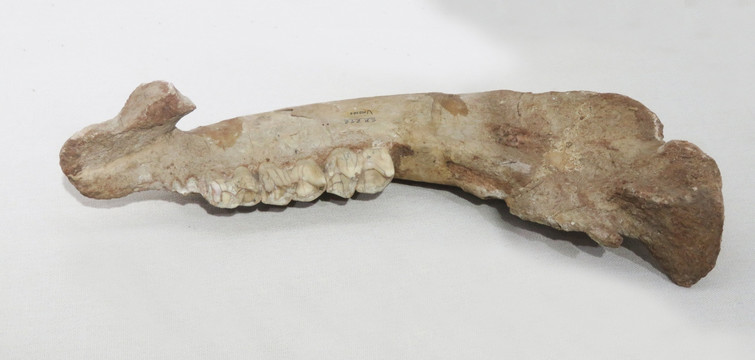 犀牛颌骨化石