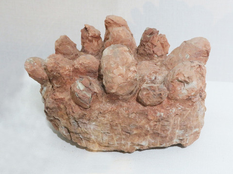 戈壁棱柱形恐龙蛋化石