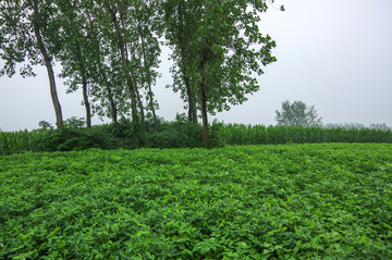 阴雨绵绵的乡村田野