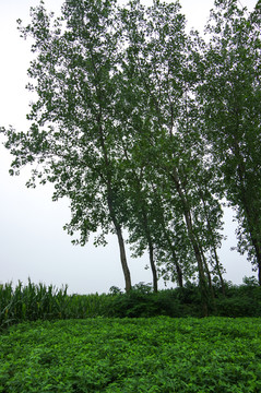 阴雨绵绵的乡村田野