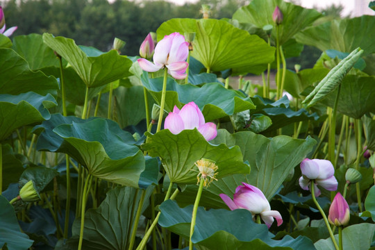 池塘荷花