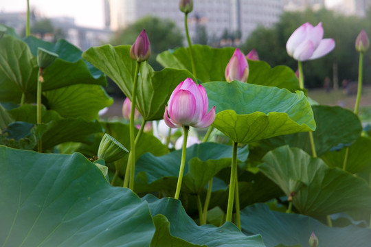 池塘荷花
