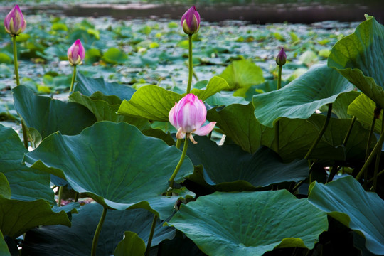 池塘荷花