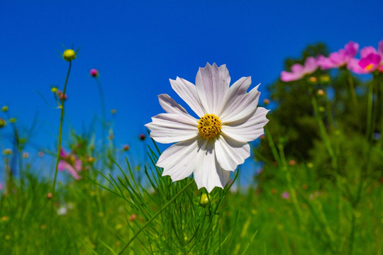 格桑花