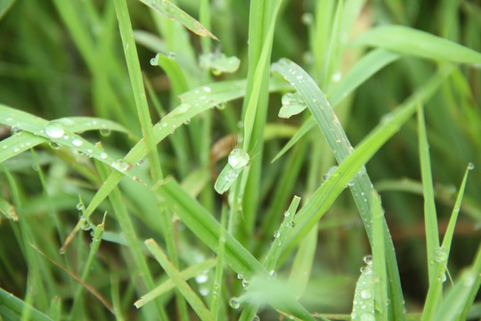 草 露水