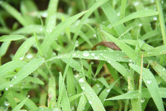 草 露水