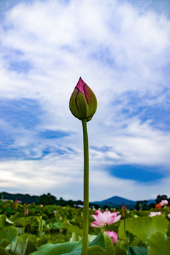 花苞