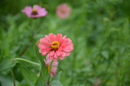 百日菊