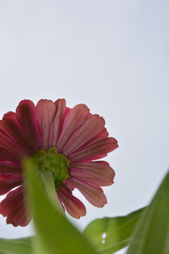 荷兰菊