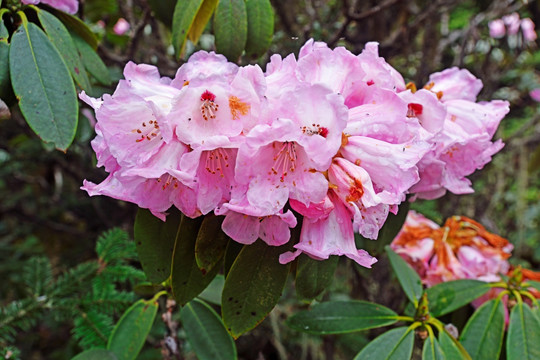 杜鹃花