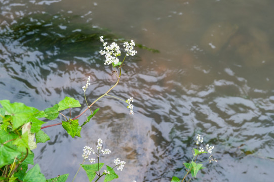 水边野花