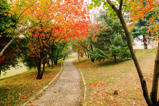 红叶小路