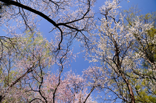 一春花色艳