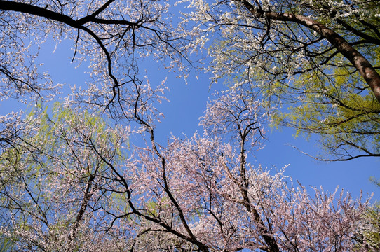 蓝天桃花柳色新