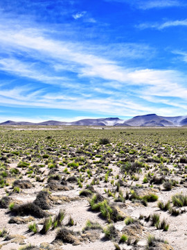 荒草原沙洲绿洲沙漠草地西部地形