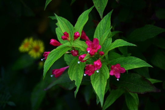 锦带花 五色海棠