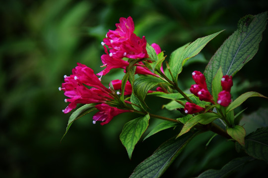 锦带花 五色海棠