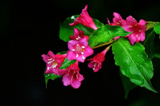 锦带花 五色海棠