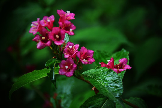 锦带花 五色海棠