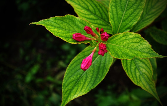 锦带花 五色海棠