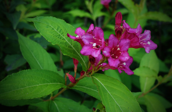 锦带花 五色海棠