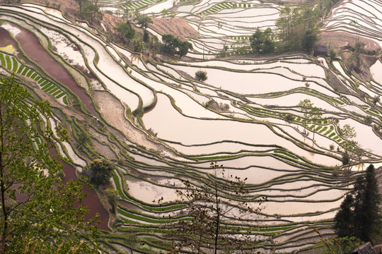 油画哈尼梯田