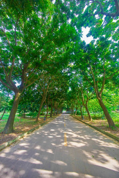 惠州学院校园绿荫道路