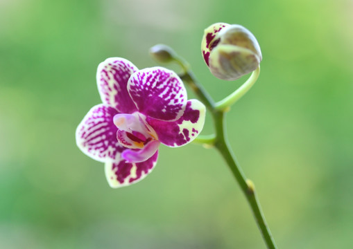 蝴蝶兰花朵与花苞特写