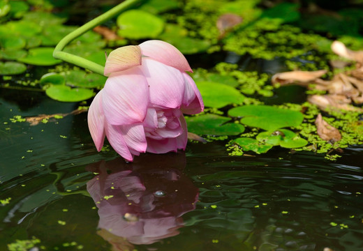 水中荷花