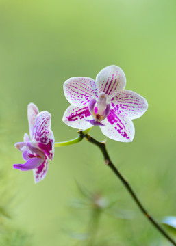 小花特写